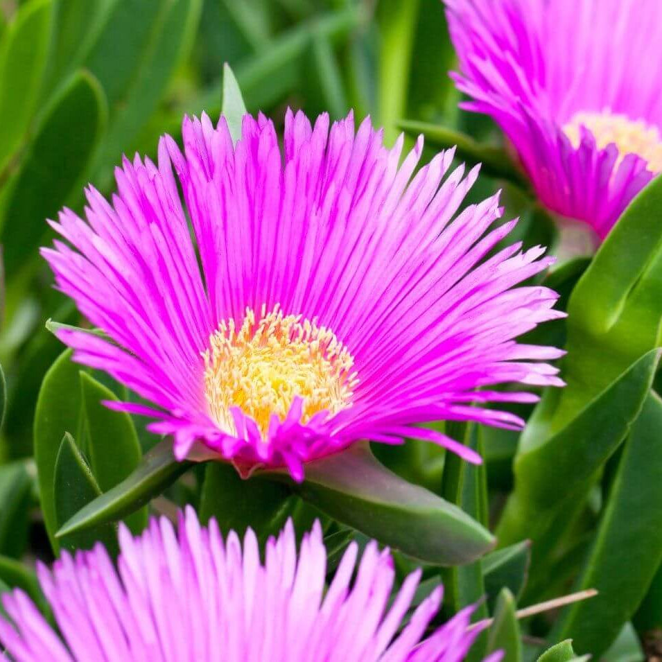 Delosperma Ice Plant Seeds 