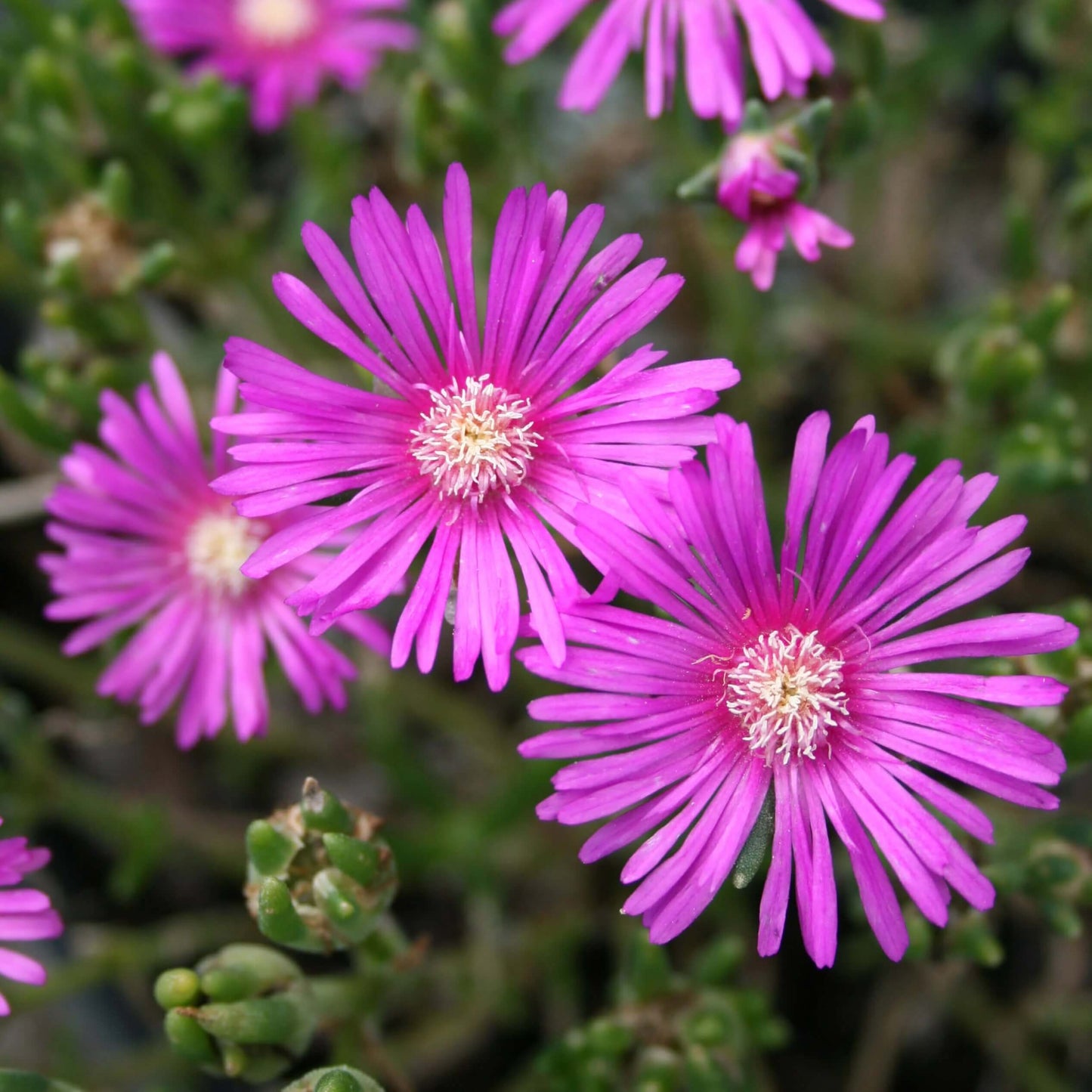 Delosperma Ice Plant Seeds 