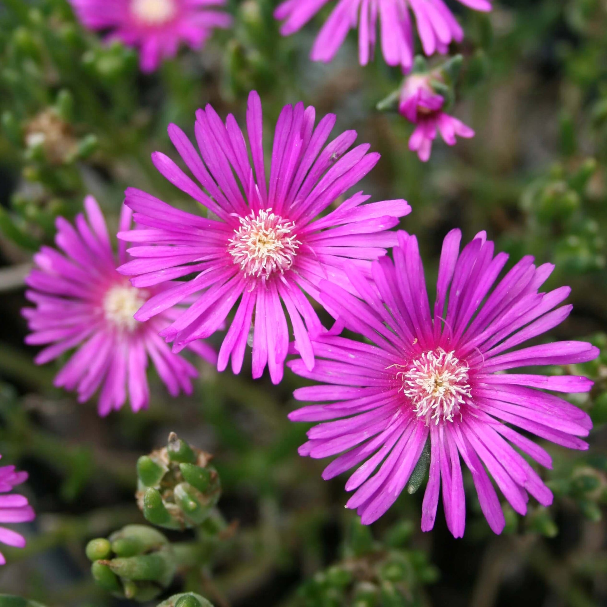 Delosperma Ice Plant Seeds 