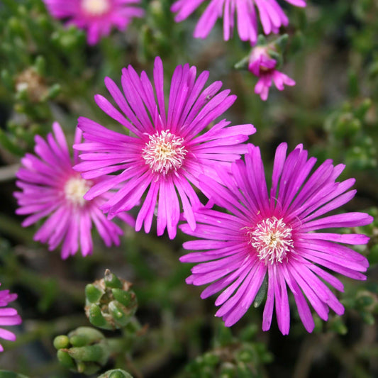 Delosperma Ice Plant Seeds 