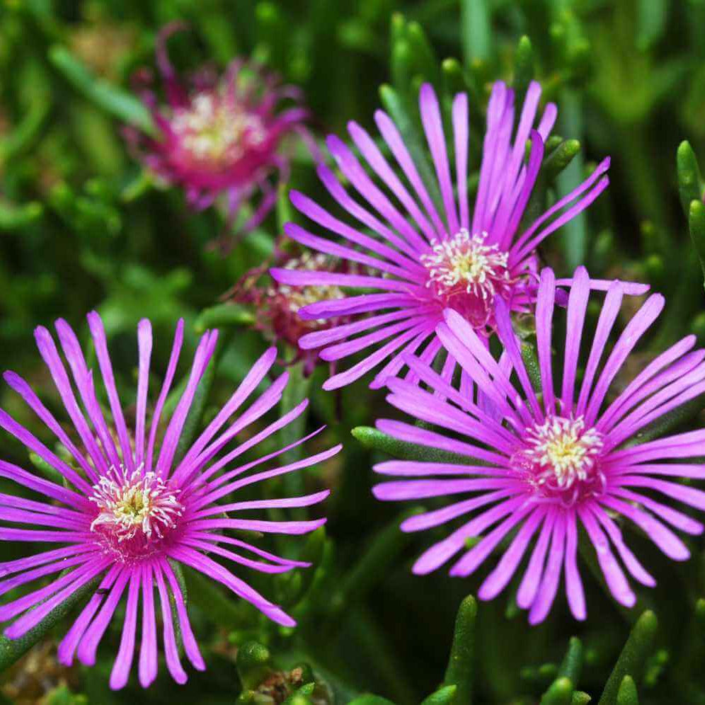 Delosperma Ice Plant Seeds 