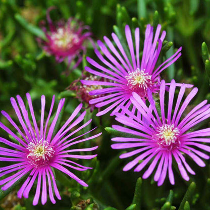 Delosperma Ice Plant Seeds 