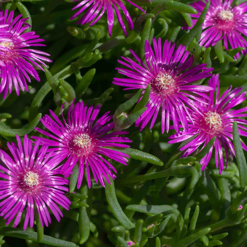 Delosperma Ice Plant Seeds 
