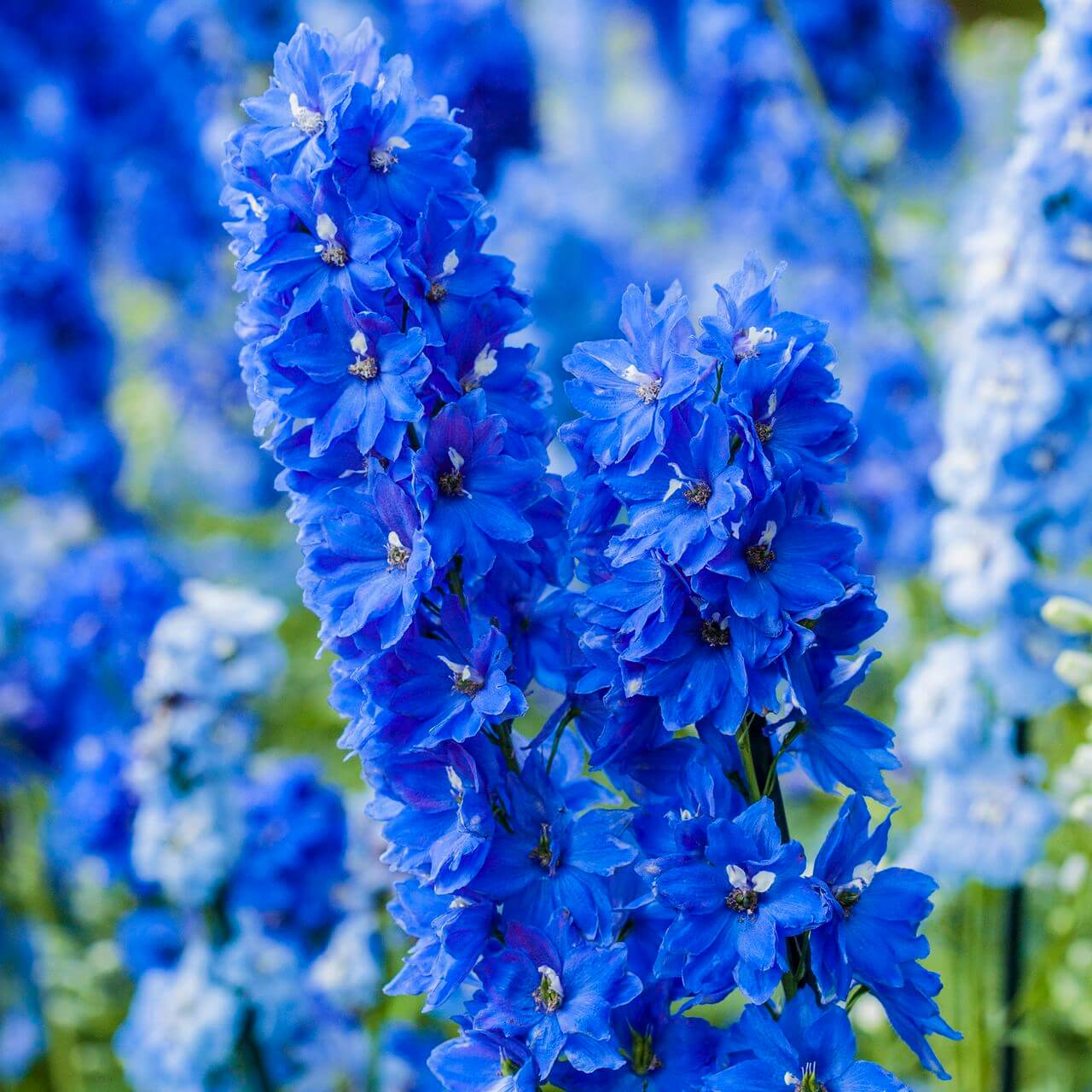 Delphinium Seeds - Flower Plant