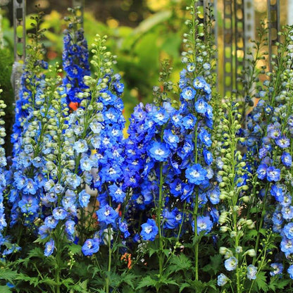 Delphinium Seeds - Flower Plant