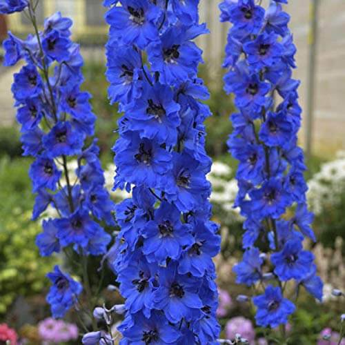 Delphinium Seeds - Flower Plant