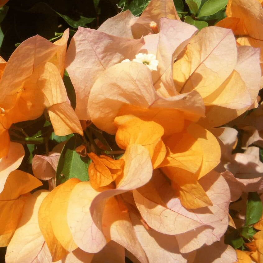 Delta Dawn Bougainvillea Seeds