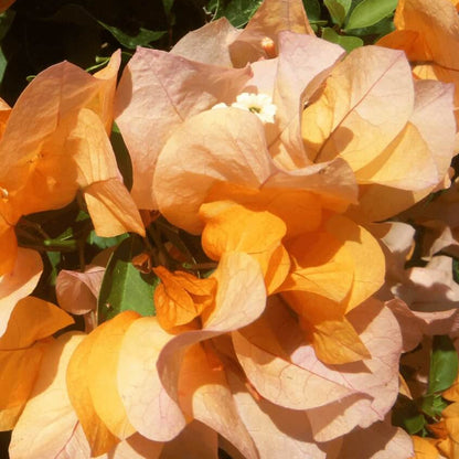Delta Dawn Bougainvillea Seeds