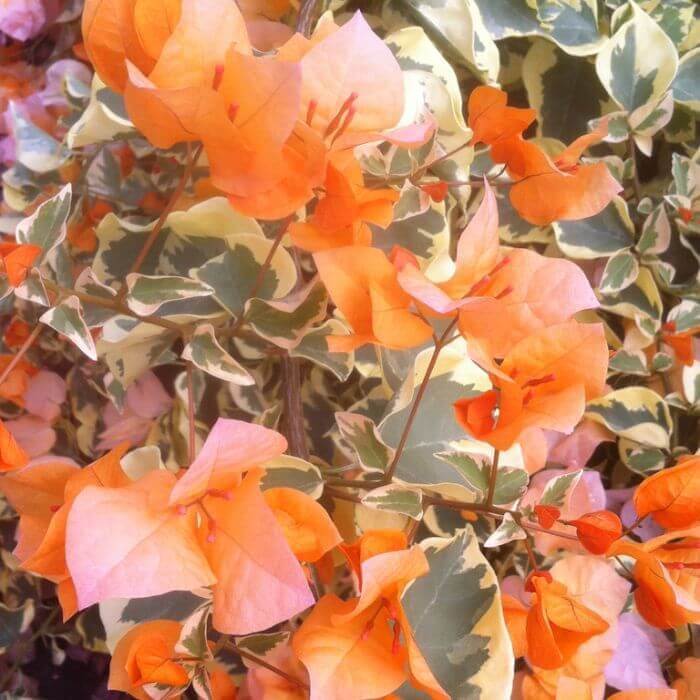 Delta Dawn Bougainvillea Seeds