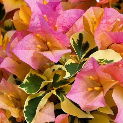 Delta Dawn Bougainvillea Seeds