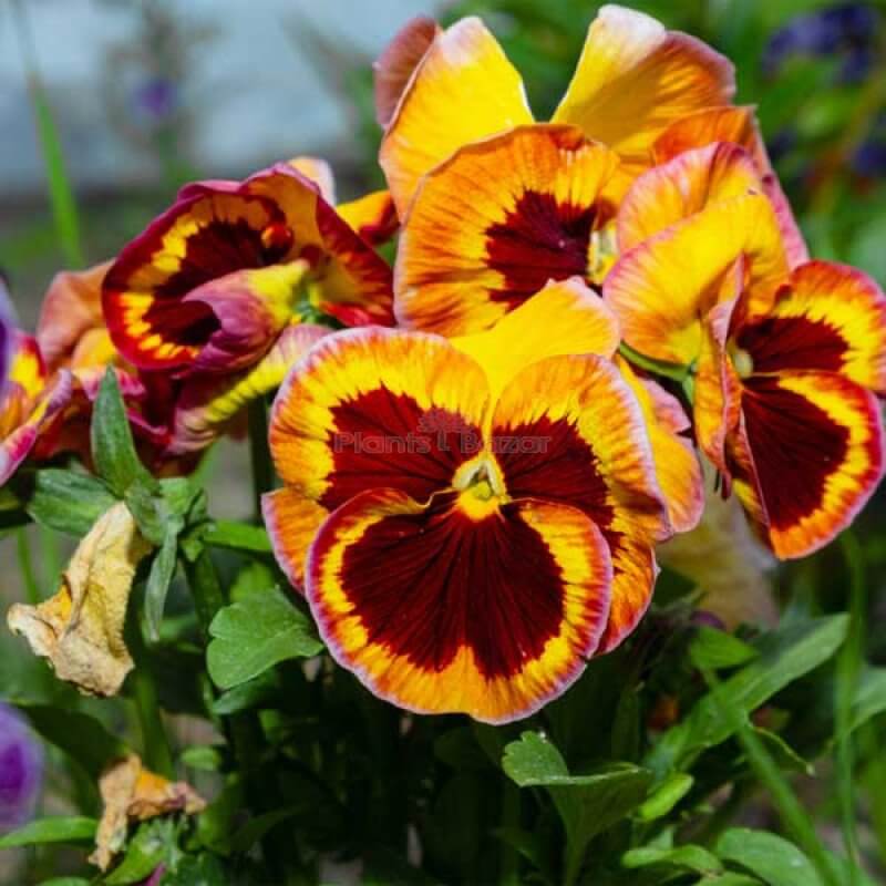 Delta Pansy Seeds