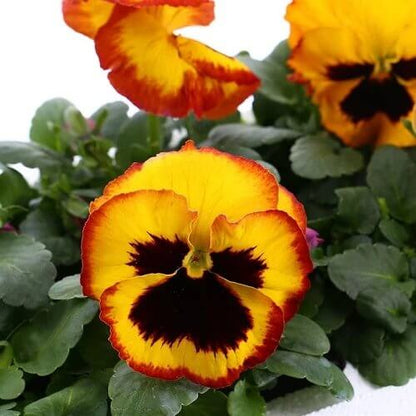Delta Pansy Seeds