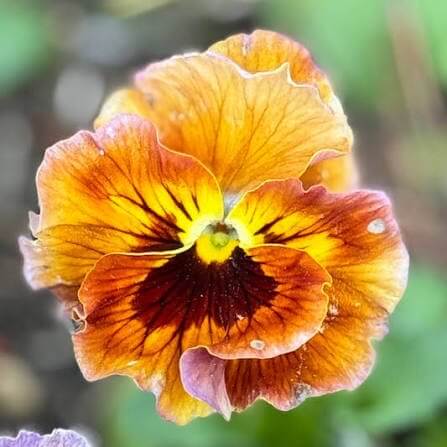 Delta Pansy Seeds