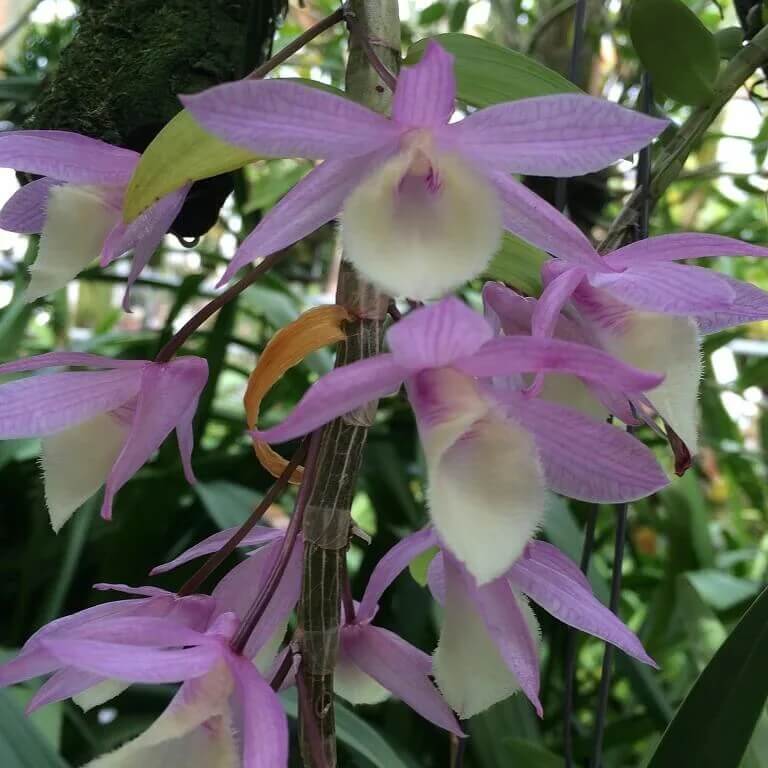 Dendrobium Orchid Seeds