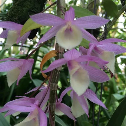 Dendrobium Orchid Seeds