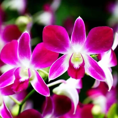 Dendrobium Orchid Seeds