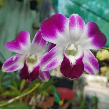 Dendrobium Orchid Seeds