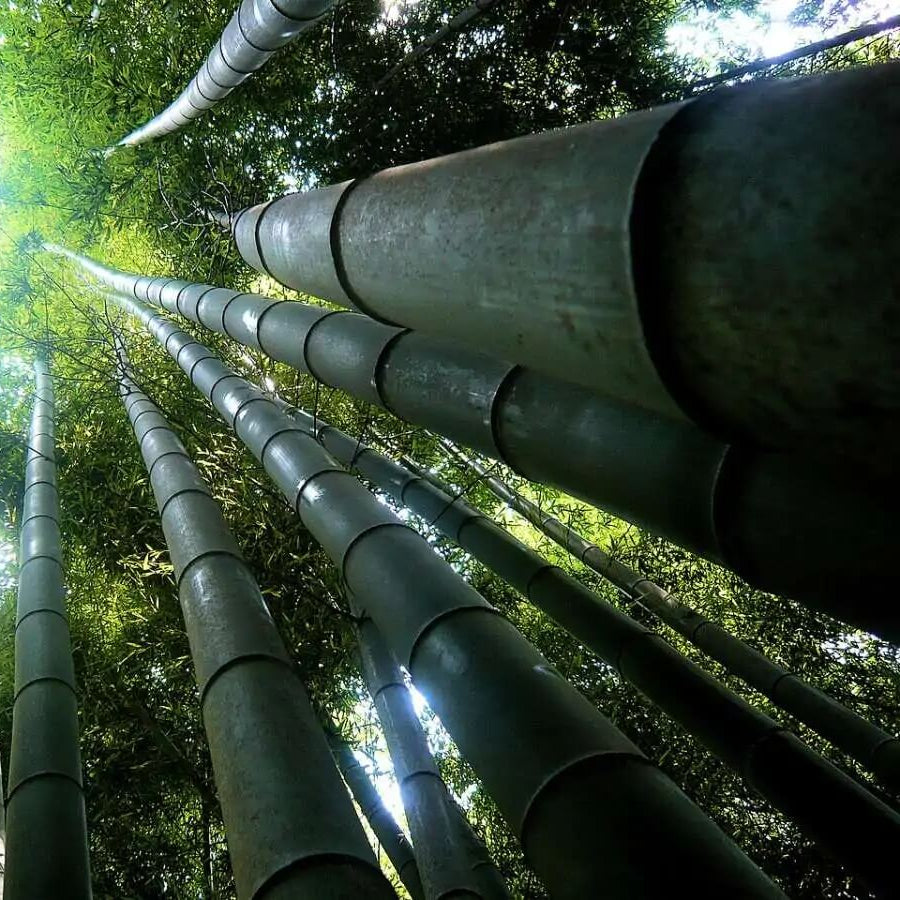Dendrocalamus Giganteus Seeds - Heirloom Flower Plant for Home Gardens