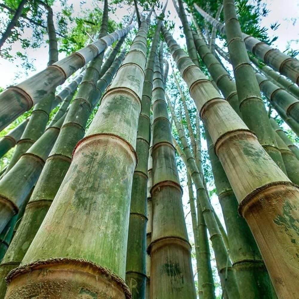 Dendrocalamus Giganteus Seeds - Heirloom Flower Plant for Home Gardens