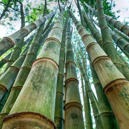 Dendrocalamus Giganteus Seeds - Heirloom Flower Plant for Home Gardens