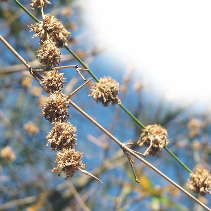 Dendrocalamus Giganteus Seeds - Heirloom Flower Plant for Home Gardens