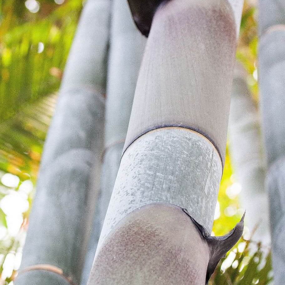 Dendrocalamus Giganteus Seeds - Heirloom Flower Plant for Home Gardens