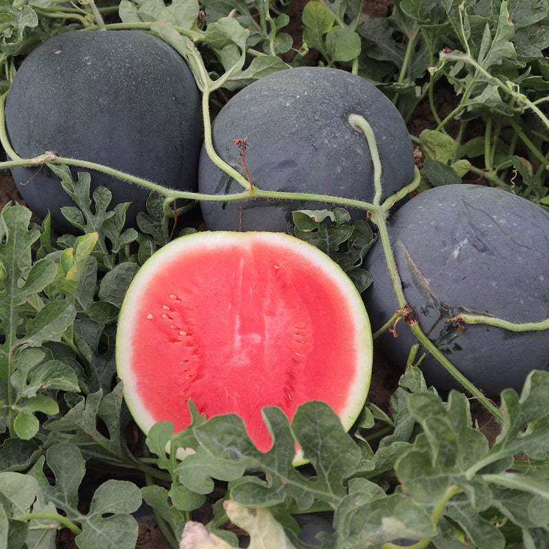 Densuke Black Rind Watermelon Seeds