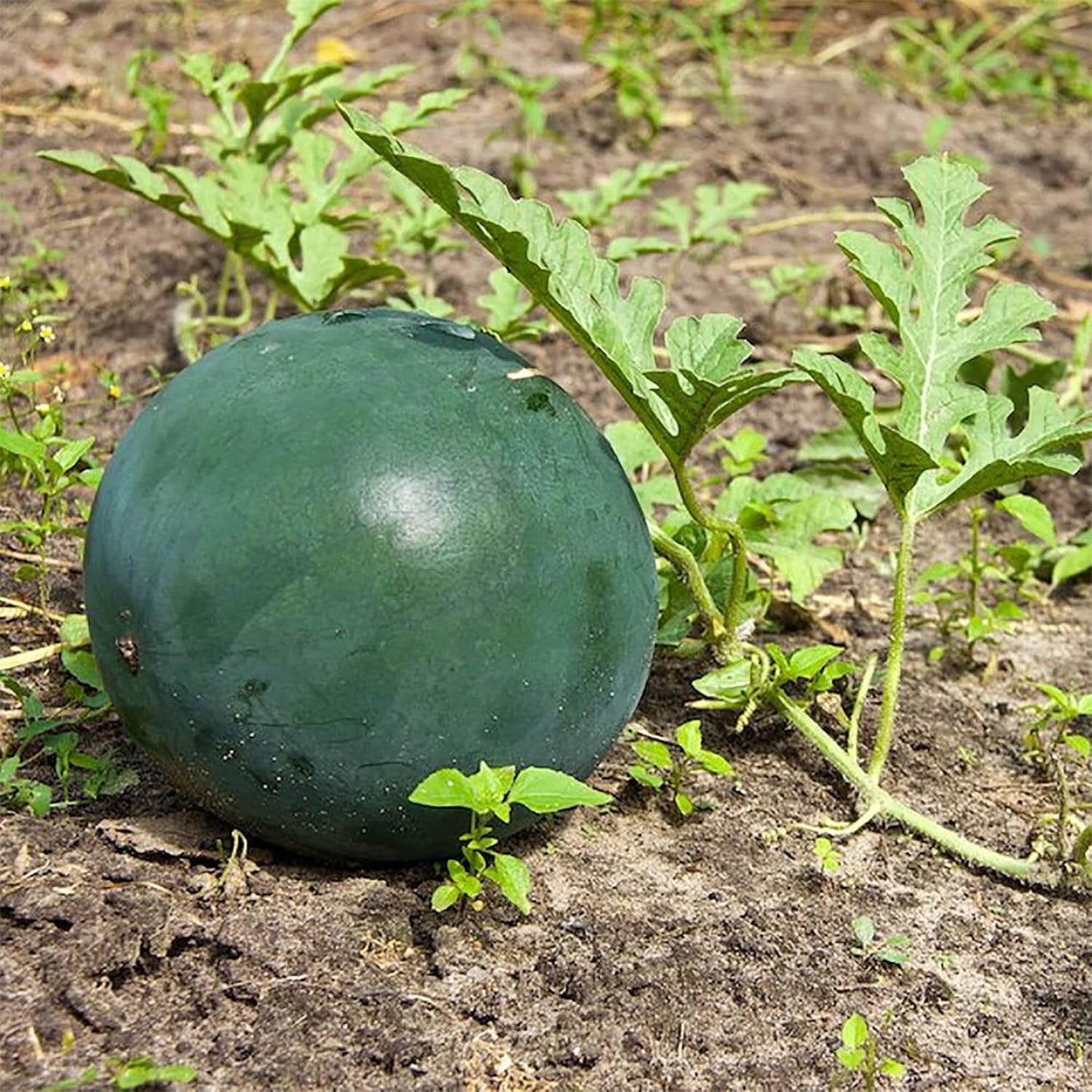 Densuke Black Rind Watermelon Seeds