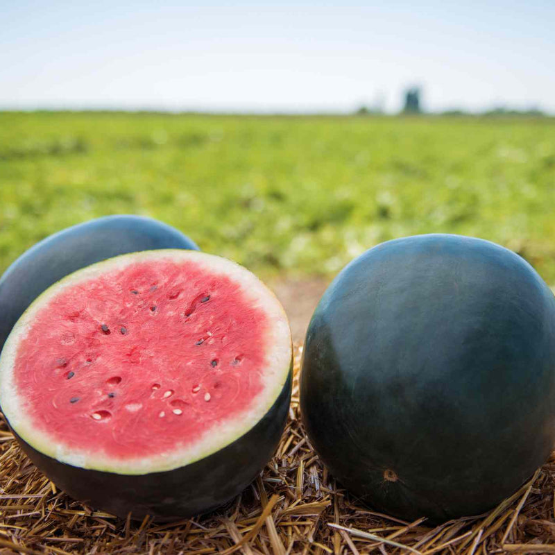 Densuke Black Rind Watermelon Seeds