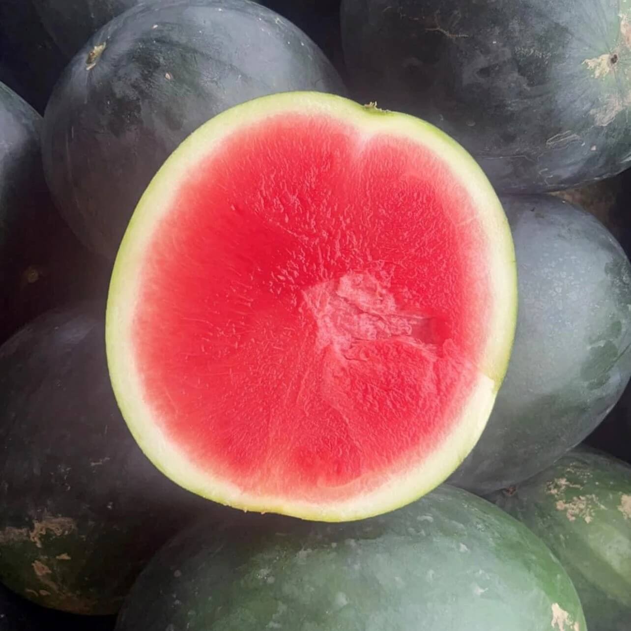 Densuke Watermelon Seeds