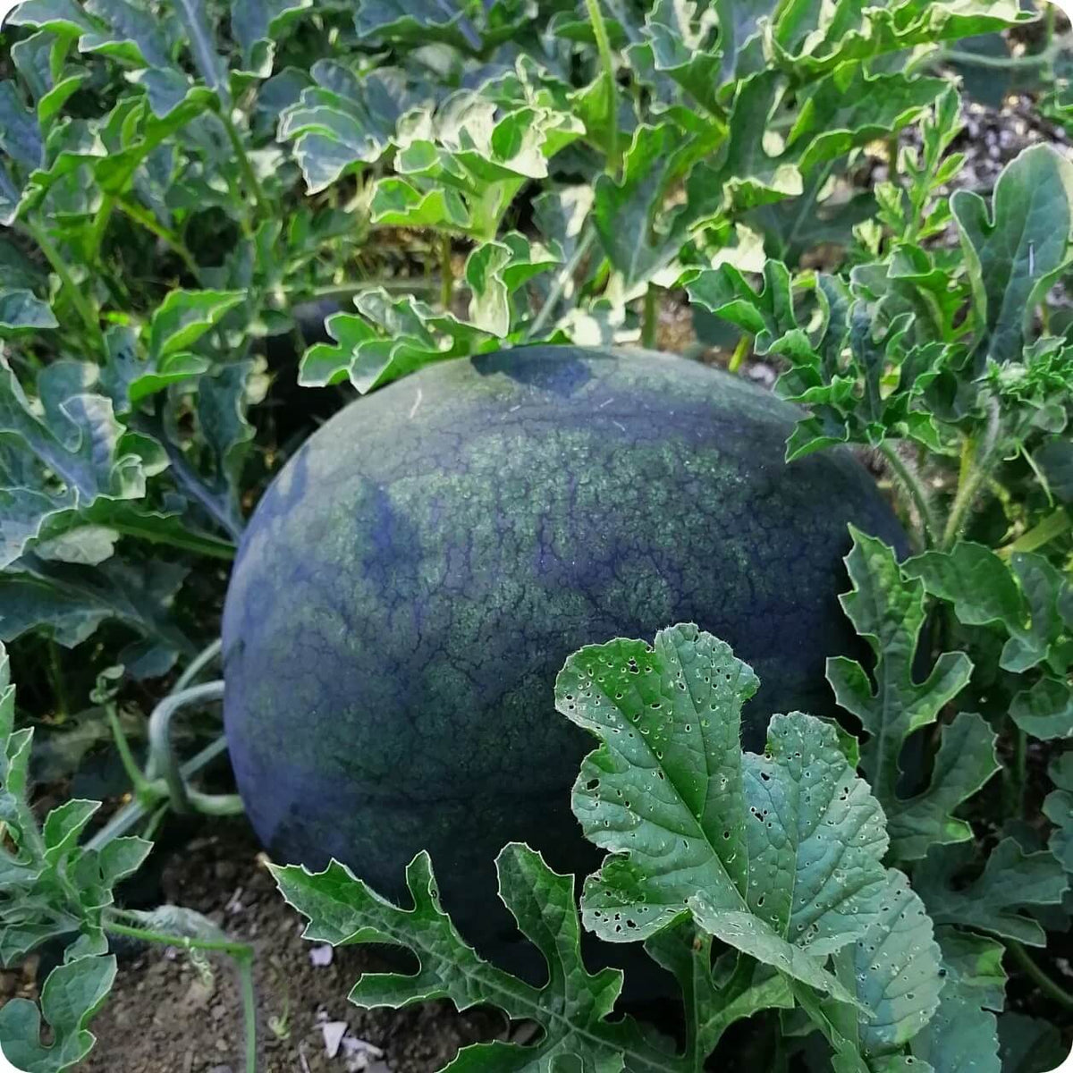 Densuke Watermelon Seeds - Fruit Plant for Home Gardens