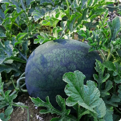 Densuke Watermelon Seeds - Fruit Plant for Home Gardens