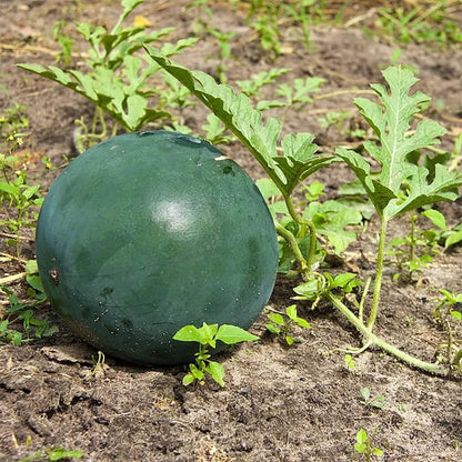 Densuke Watermelon Seeds - Fruit Plant for Home Gardens