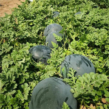 Densuke Watermelon Seeds - Fruit Plant for Home Gardens