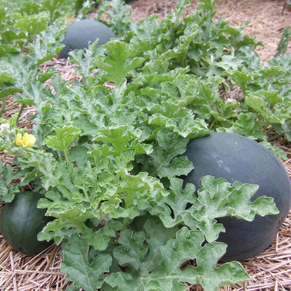 Densuke Watermelon Seeds - Fruit Plant for Home Gardens