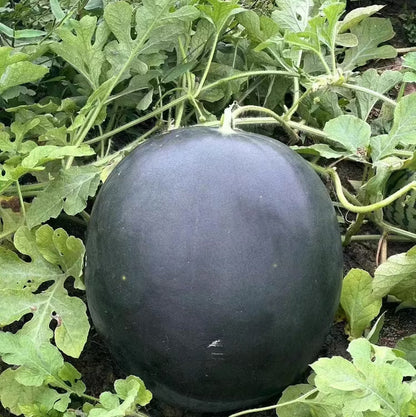 Densuke Watermelon Seeds 