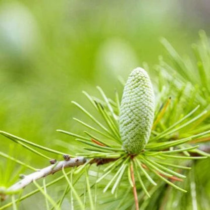 Deodar Cedar Seeds - Tree Seeds for Home Gardens