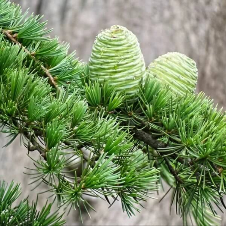 Deodar Cedar Seeds - Tree Seeds for Home Gardens