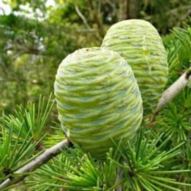 Deodar Cedar Seeds - Tree Seeds for Home Gardens