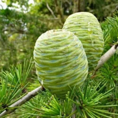 Deodar Cedar Seeds - Tree Seeds for Home Gardens
