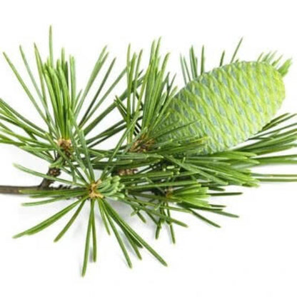 Deodar Cedar Seeds - Tree Seeds for Home Gardens