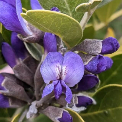 Dermatophyllum Secundiflorum Seeds