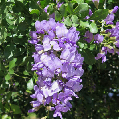 Dermatophyllum Secundiflorum Seeds