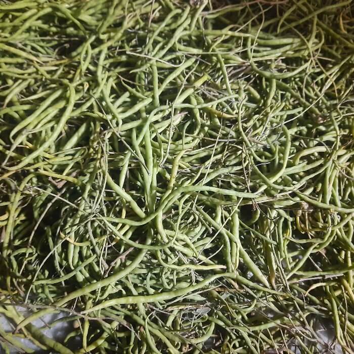 Desert Bean Seeds