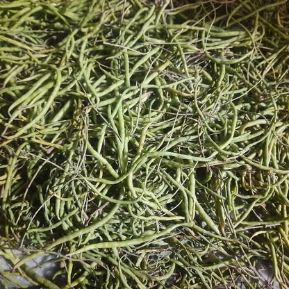 Desert Bean Seeds