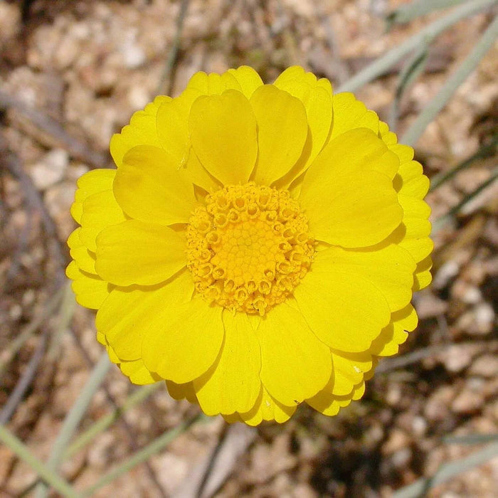 Desert Marigold Seeds - Flower Plant