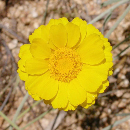 Desert Marigold Seeds - Flower Plant