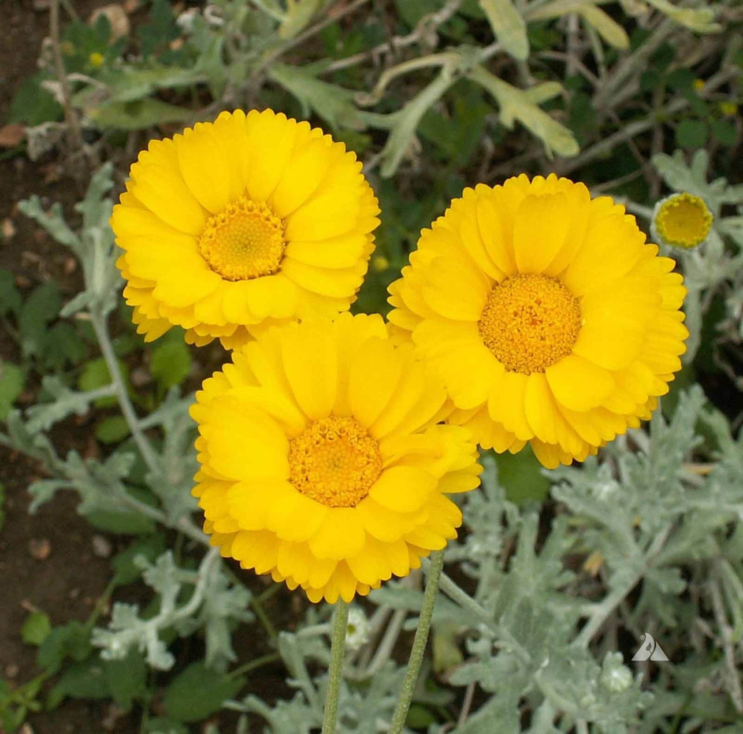Desert Marigold Seeds - Flower Plant