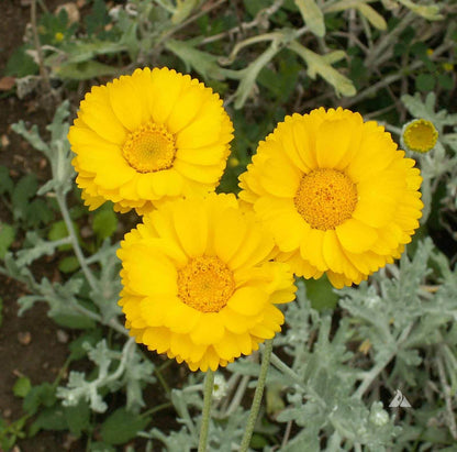 Desert Marigold Seeds - Flower Plant