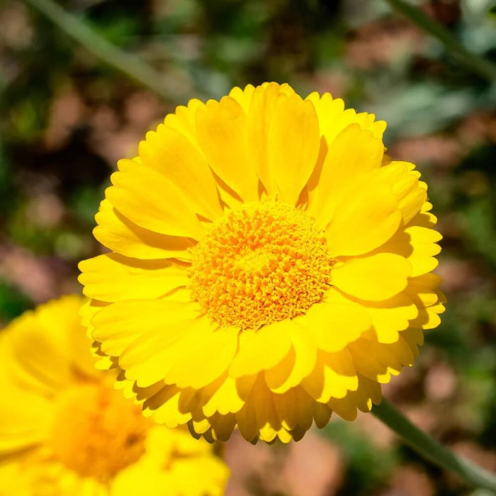 Desert Marigold Seeds - Flower Plant